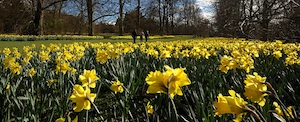 Daffodils in Nowton Park by Andrew Stawarz